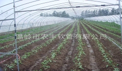 江蘇草莓N80