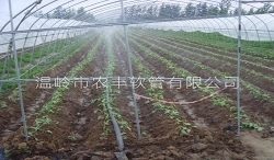 江蘇邳州草莓N80